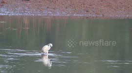 The little egret (Egretta garzetta) in Indonesia