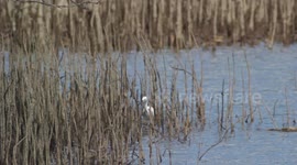 The little egret (Egretta garzetta) in Indonesia