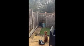 Adorable puppy's first-time barking at chill cat captured on camera