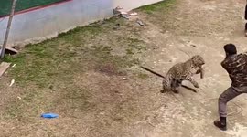Two wildlife department officials among four injured in leopard attack in Ganderbal, India