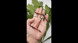 Belgian breeder shows off stunning flying stick insects