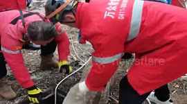 Chinese rescuers heroically save sika deer trapped in well after accidental fall