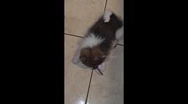 Poncho is a happy and adorable puppy, with a lot of personality.