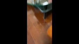 Taiwan rattled by strongest earthquake in 25 years: house shakes in home video