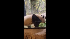 Pandas Play at Zoo in Japan