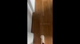 Toddler Reads a Book While Riding Robot Vacuum