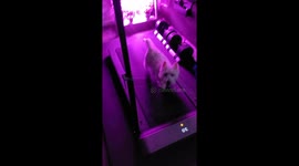 Westie On A Walking Pad