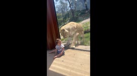 Lion and Baby on Opposite Sides of Glass