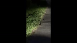 Snake duel: intense roadside showdown caught on camera
