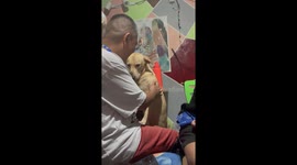 Apologetic pup can't catch z's, begs boss for snooze time