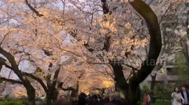 Japan: Cherry Blossoms Reach Full Bloom In Tokyo