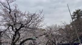 Japan: Cherry Blossoms Reach Full Bloom In Tokyo 3