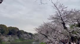 Japan: Cherry Blossoms Reach Full Bloom In Tokyo 2
