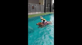 Puppy rides on friend Golden Retriever's back in swimming pool