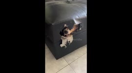Naughty pet dogs chew through sofa