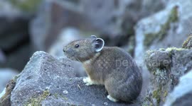 Conservationists appeal for volunteers to help preserve the pika