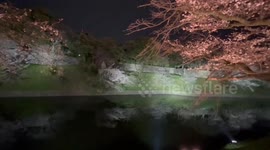 Japan: Cherry Blossoms Reach Full Bloom In Tokyo 4