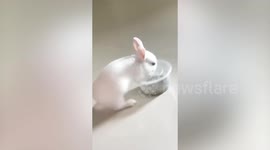 Rabbit tries in vain to open the bowl with food inside