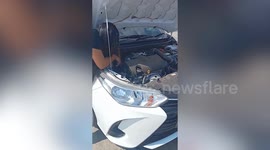 Kind tourist rescues kitten trapped in car engine in Thailand