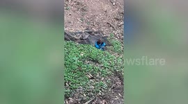 Passerby rescues bird stuck in net