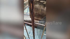 Kitten trapped in gap between walls rescued by neighbours