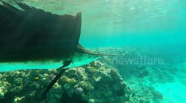 Pensioner swims alongside world's fastest fish swimming unusually close to shore