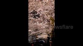 Japan: Cherry Blossoms Reach Full Bloom In Tokyo 5