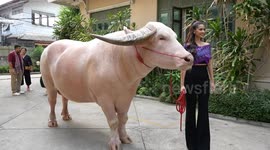 Beauty and the beast! Albino buffalo meets Nicaraguan Miss Universe