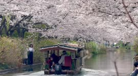 Japan: Kyoto Cherry Blossoms In Peak Bloom 4