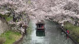 Japan: Kyoto Cherry Blossoms In Peak Bloom 3