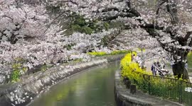 Japan: Kyoto Cherry Blossoms In Peak Bloom 2