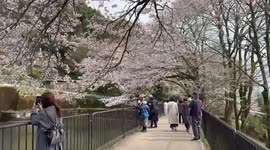 Japan: Kyoto Cherry Blossoms In Peak Bloom