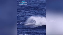 Incredible rare footage shows orcas and sperm whales in a fraught battle