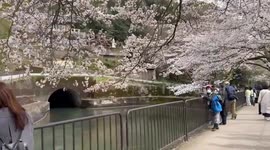 Stunning scenes as Japan's cherry blossoms reach peak bloom