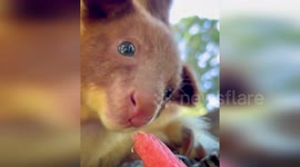 Baby Tree Kangaroo Muku Enjoying First Watermelon in Perth, Australia