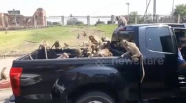 Ape-ocalypse! Ravenous wild monkeys surround car in Thai town