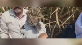 Heartwarming moment mother leopard reunites with her 4 cubs in west India