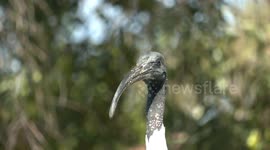 A 'Bin Chicken' (Australian White Ibis gazing) with its baleful eye