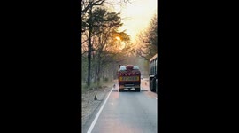 Monkeys snatch food! cheeky primates raid truck in Karnataka Forest, India