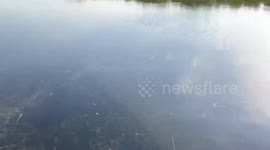 Father and son fishing in Florida nearly have their catch snatched by a sneaky alligator