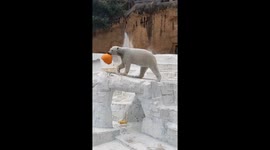 Polar bear leaves zoo visitors in stitches with hilarious human-like dive into water