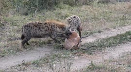 Two Spotted Hyenas find a dead impala and tear into it, feasting