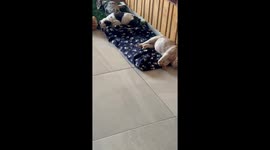 Bulldog Puppy Hides In Cozy Sofa Hammock