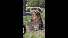 Bear Washes Her Hair