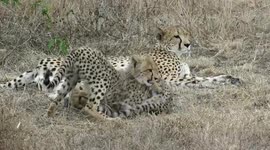Cheetah mom with two 6-month old cubs playing, grooming, running