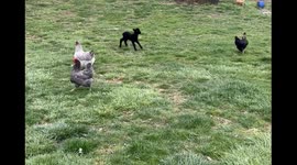 Baby sheep lamb plays in backyard with chickens - real life Easter - bottle fed baby lamb