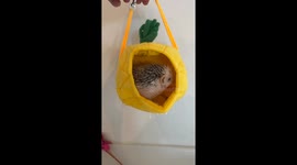 Hedgehog in a fabric pineapple shaped bed sniffs around in the air and is put back into his cage