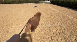Pickles, a dwarf miniature horse, goes for a walk with her dog friends