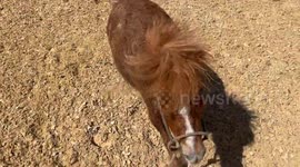 Pickles, a dwarf miniature horse, feels frisky and wild after a bath so she gets some exercise