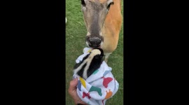 Orphaned Baby Skunk Introduced To Friendly Deer